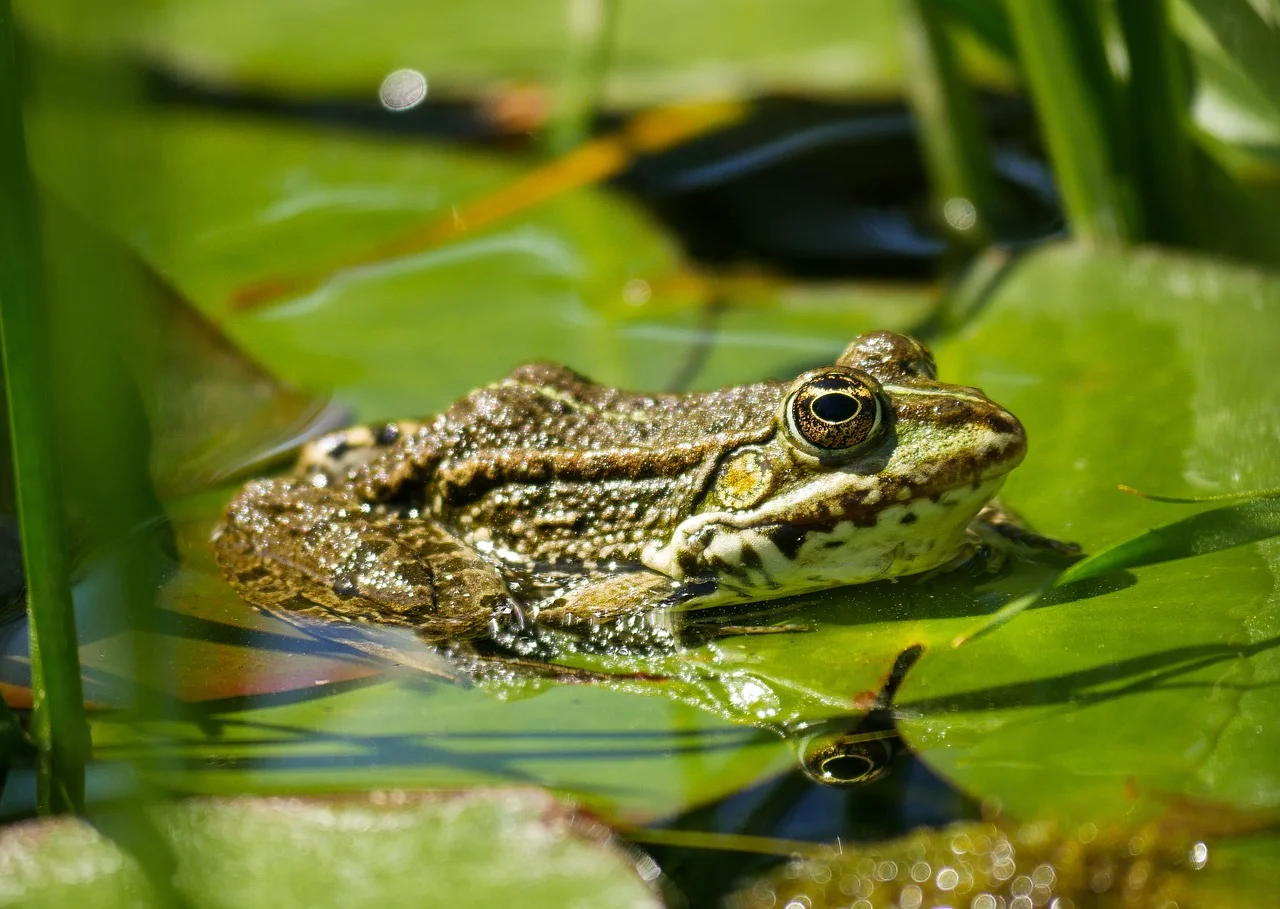 frog-3391119_1280.jpg