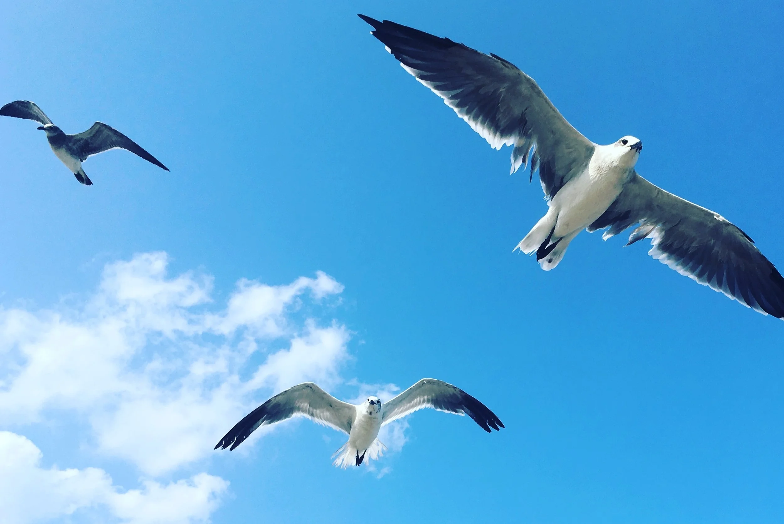 The Secret Life of Seagulls