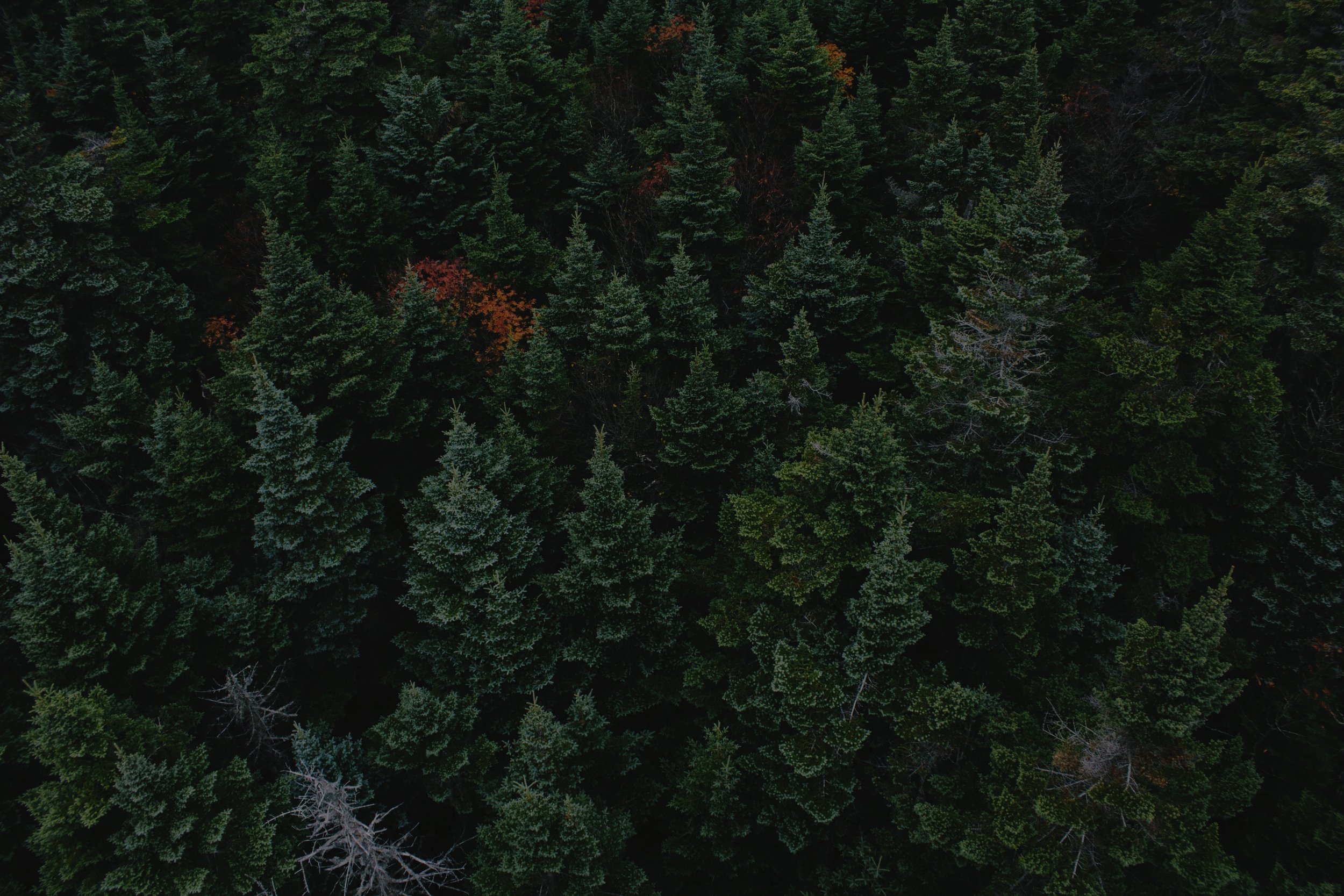 trees.jpg