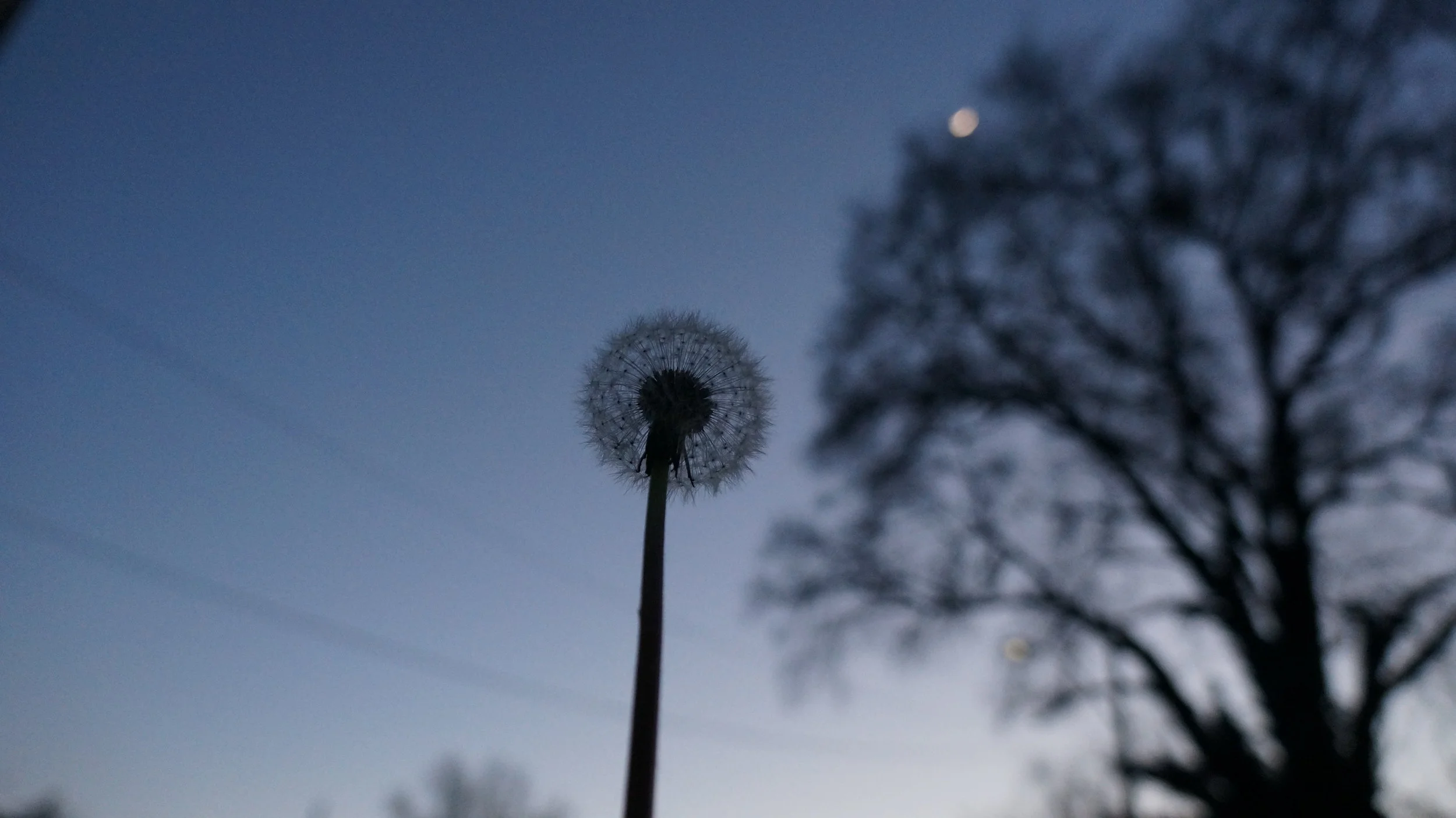 night puff 1.JPG