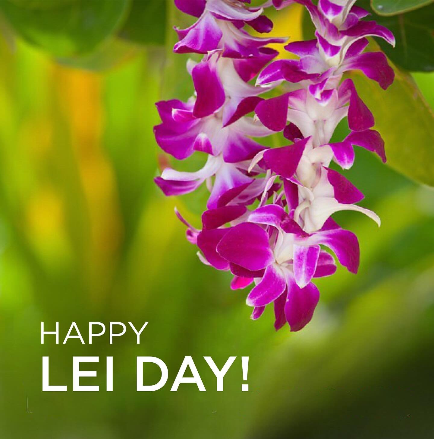 Did you know &ldquo;May Day is Lei Day in Hawaii?&rdquo; 

May 1st was officially established as a holiday here in Hawaii in 1929 and is a day of celebrating the aloha spirit.

Each Hawaiian island has a color and flower associated with it, and there