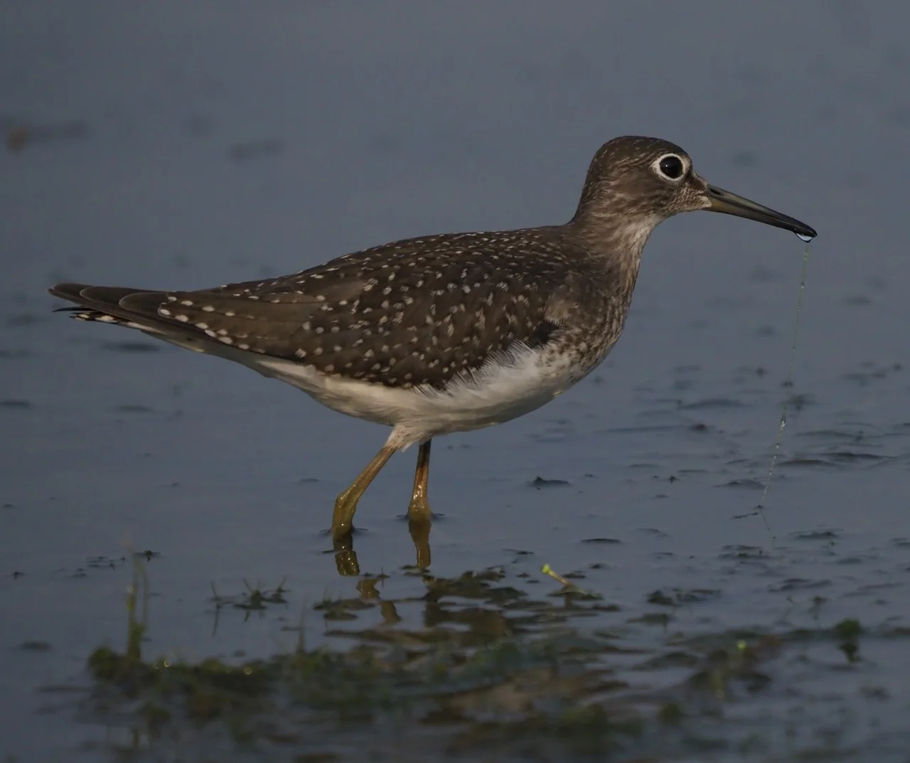 Migrant Solitary Sandpiper feeding in prairie wetland (Eugene Beckes photo).