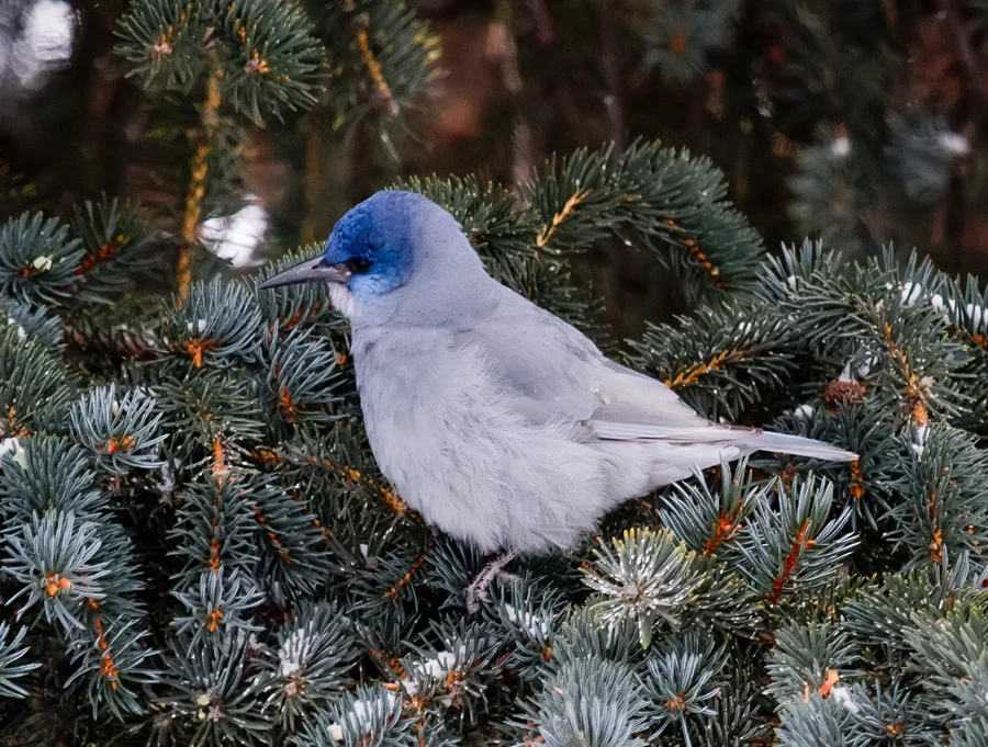 Pinyon Jay (Bob Martinka photo)