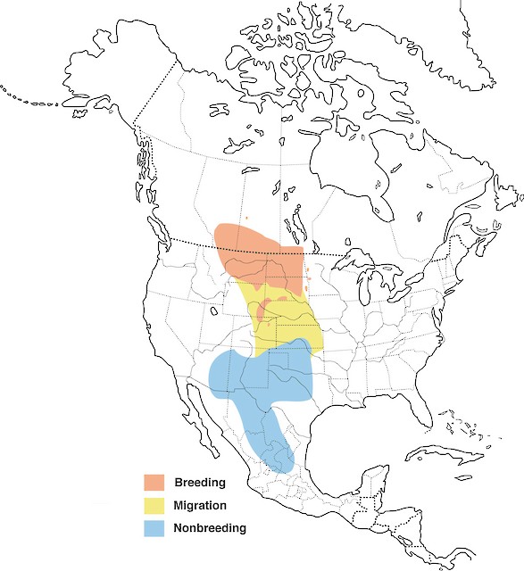 Nearly one-third of the breeding range of Chesnut-collared Longspurs occurs in Montana (courtesy of Cornell Lab of Ornithology).
