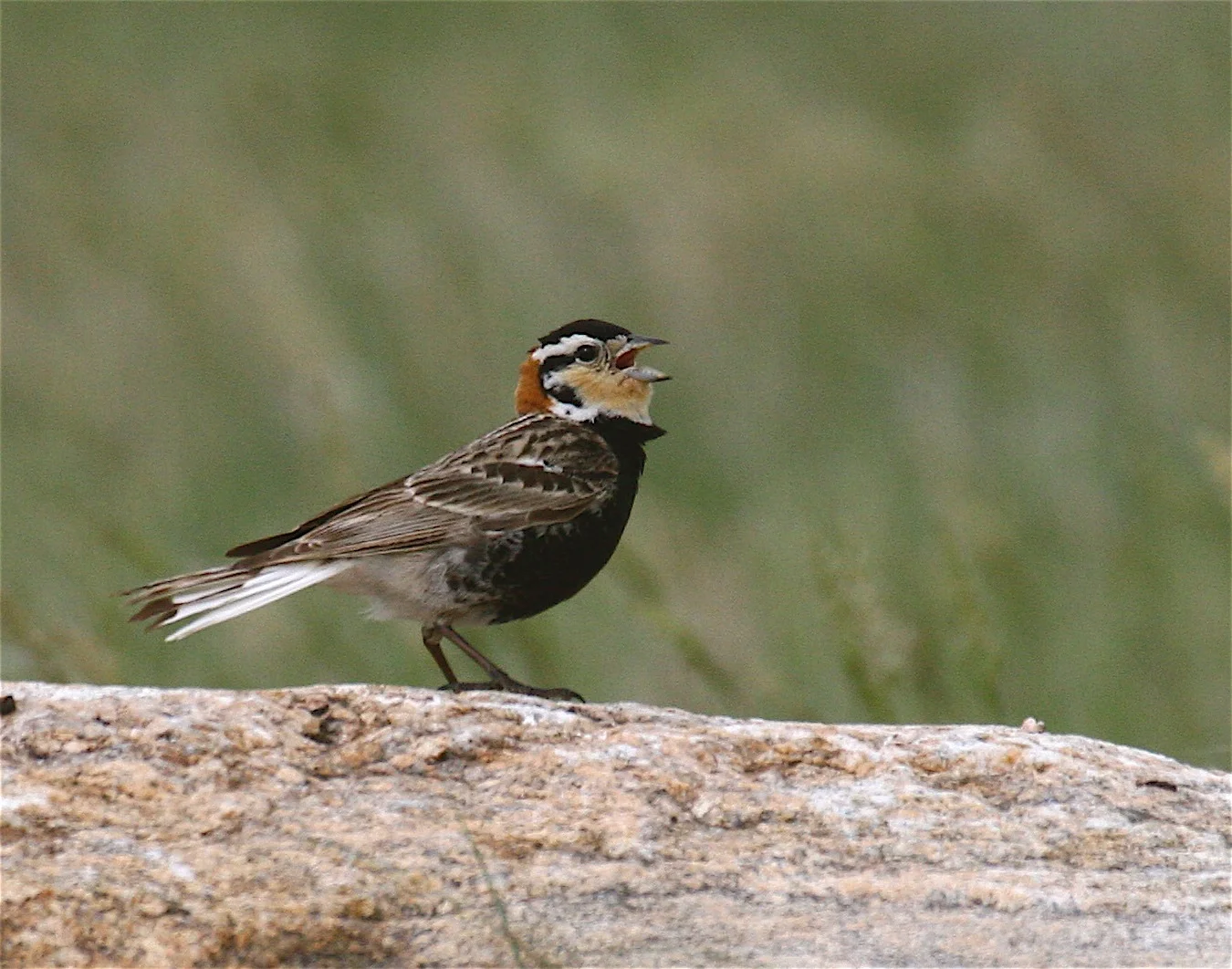 Chesnut-collared Longspur (Ed Harper photo)