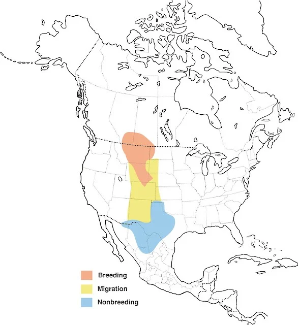 More than 40% of the breeding range of McCown's Longspurs occurs in Montana (courtesy of Cornell Lab of Ornithology).