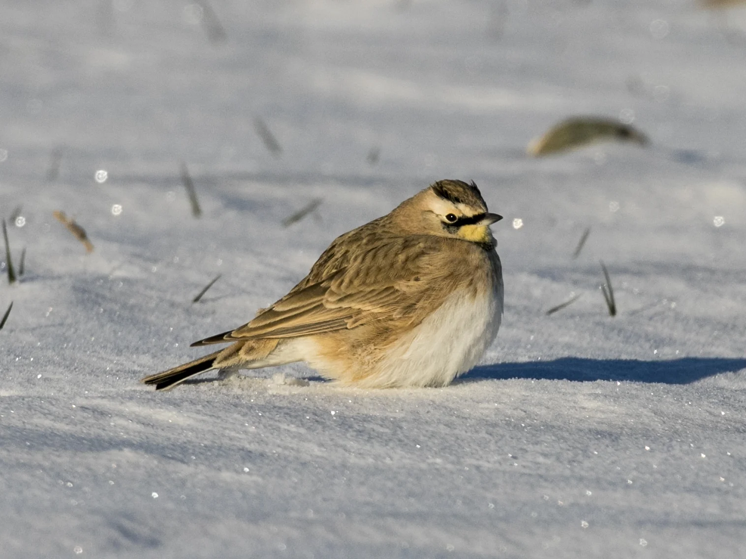  (Bob Martinka photo)