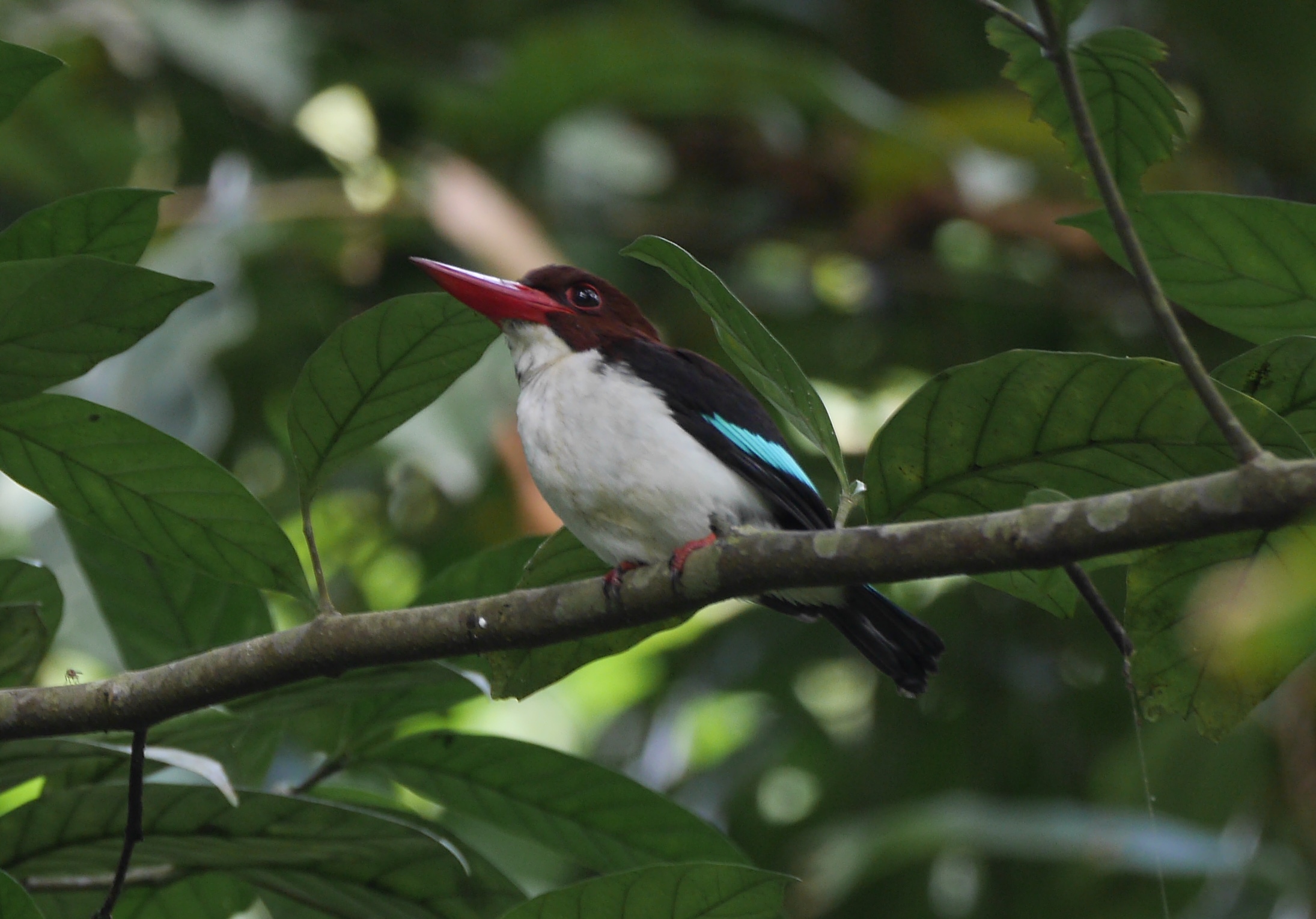Chocolate-backed Kingfisher, Abrafo Forest, November 2016 (Tom Franzen photo)