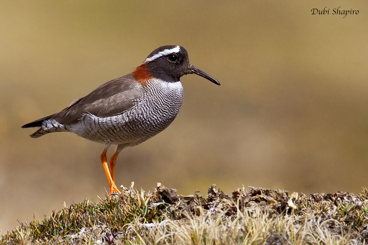 Diademed Sandpiper-Plover (Dubi Shapiro, photo)