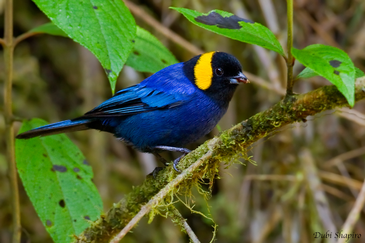 Yellow-scarfed Tanager (Dubi Shapiro, photo)