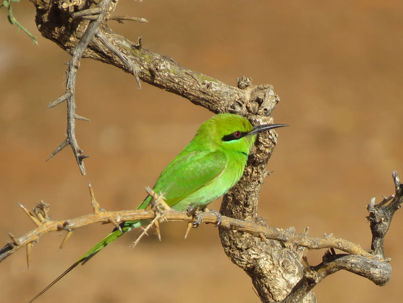 African Green Bee-eater (Jeff Marks, photo)