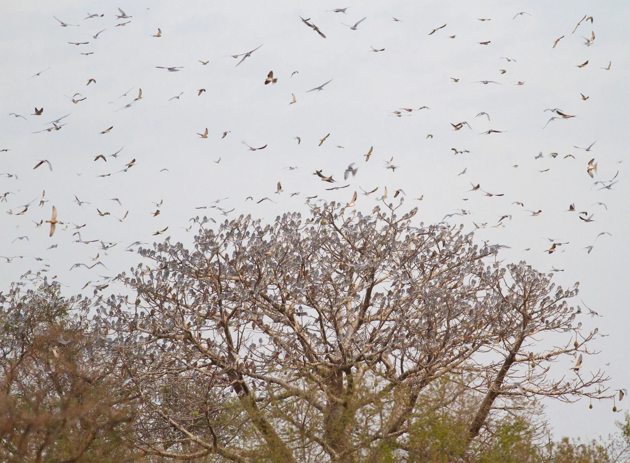 Scissor-tailed Kites (photographer unknown)