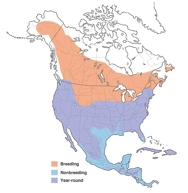 North American distribution of the American Kestrel (courtesy of Cornell Lab of Ornithology)