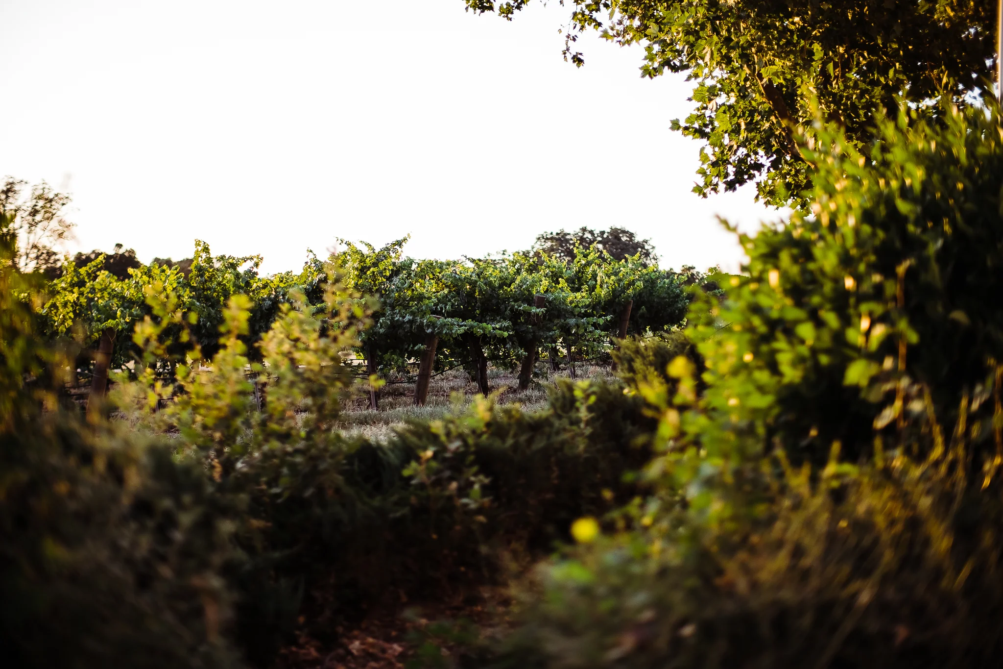 fourlanternsblog (2 of 30).jpg