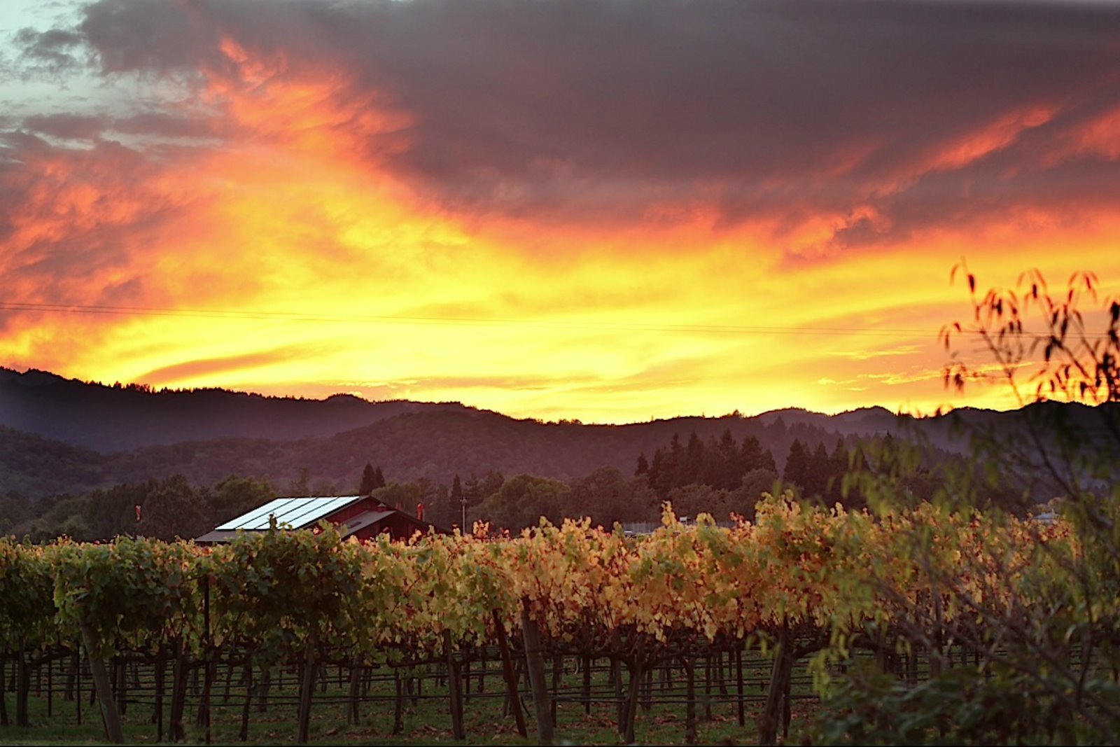 yountville_winery_at_sunset_resize.jpg