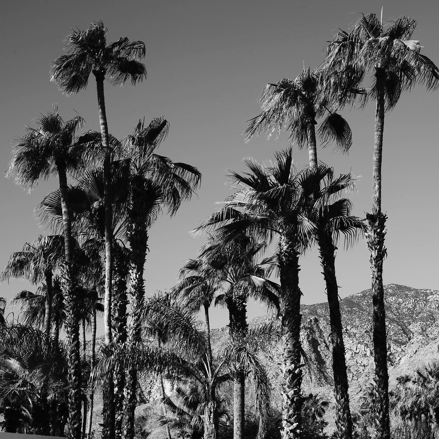 Palm Springs 
📸@jamespcant
#gohigher
#peace
#newday
#mensstyle
#clerestory
#byronbay
#palmsprings
#lagunabeach
#surf
#desert
#beaches
#california
#australia
#boardshorts
#surfshorts
#swimshorts
#activewear
#earlyrise
#girlssurfing
#sunrise
#sunset
#