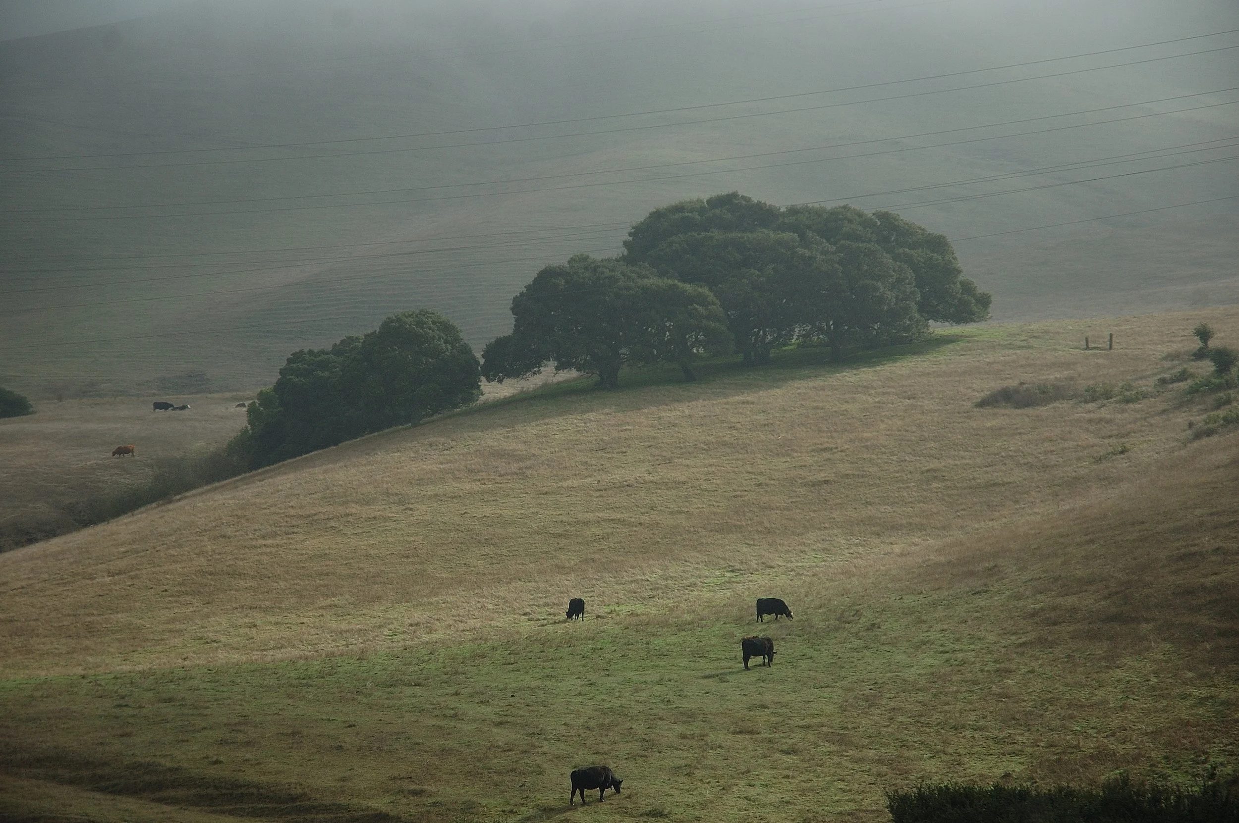 real california cows