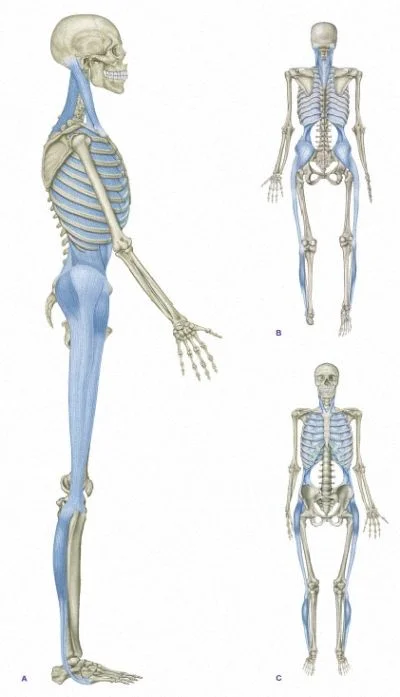 fascial net 6.jpg