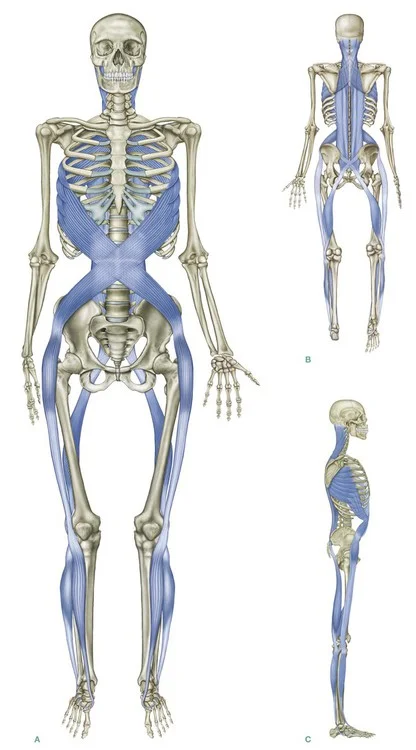 fascial net 7.jpg