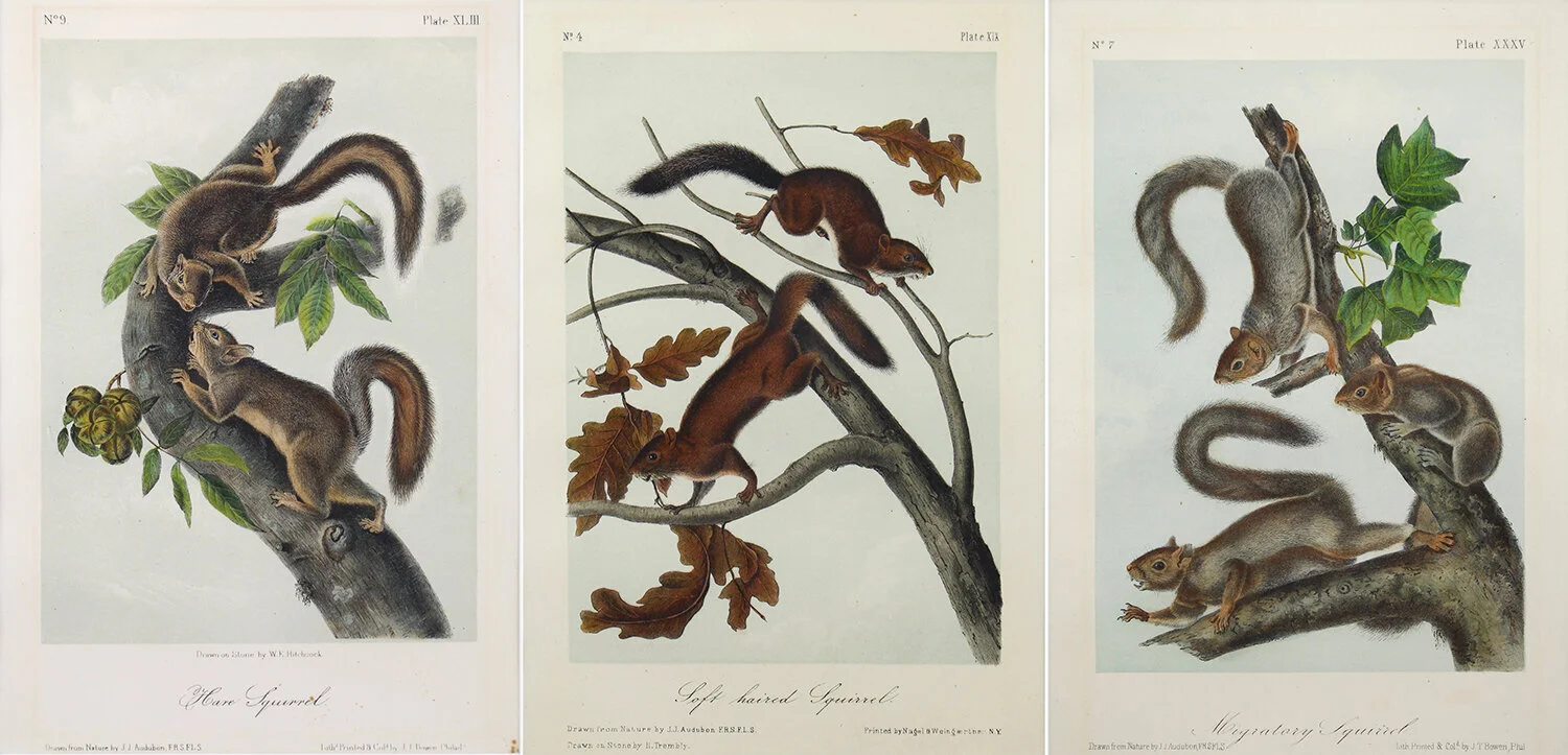 John James Audubon (French/American 1785-1851) ‘Soft-Haired Squirrel, Hare Squirrel and Migratory Squirrel’, three lithographs from the Quadruped of North America, Octavio Edition, circa 1849-1851 'P1. XIX Soft-Haired Squirrel', 'P1. XLIII  Hare Squ…