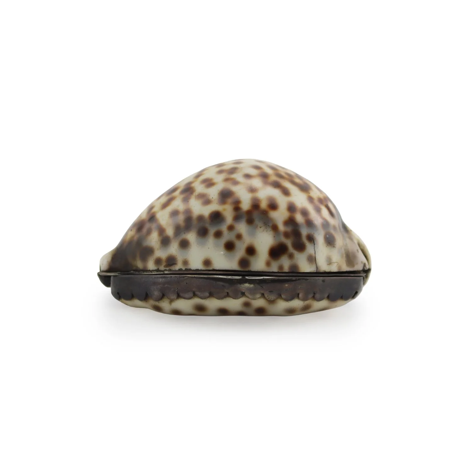 Georgian cowrie shell snuff with hinged lid, early 19th century
