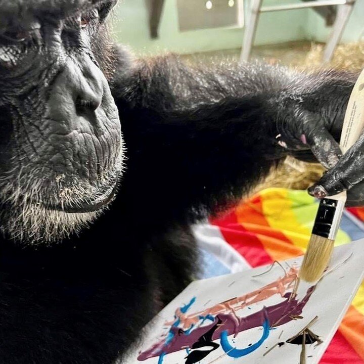 JUST 7 (!!!) of the 52 signed paintings we did with chimps remain! So far, our art-loving fans have raised $84,000 for @savethechimps for survivors of research labs. 🦍❤️🦍❤️🦍❤️

If you&rsquo;d like to snag one of the few left, such as Pump (picture