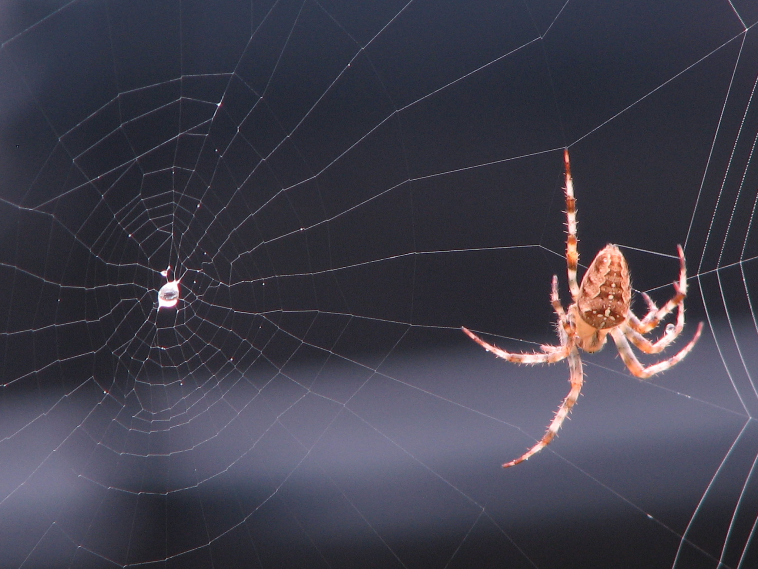 IMG_368D_Spider on web.JPG