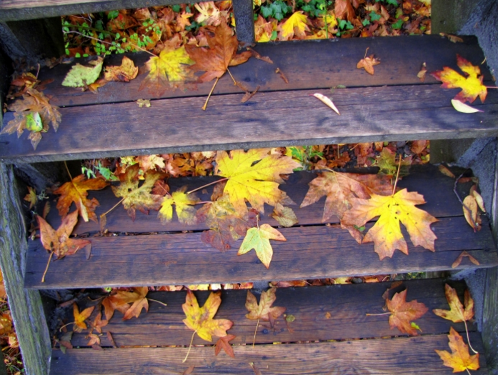 Fallen leaves at Witty's Beach