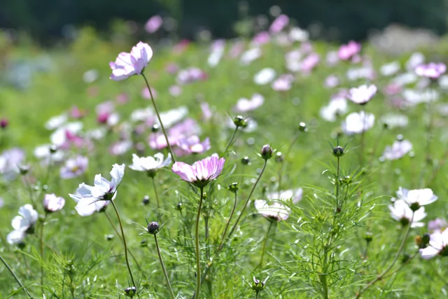 florists cosmos.jpg