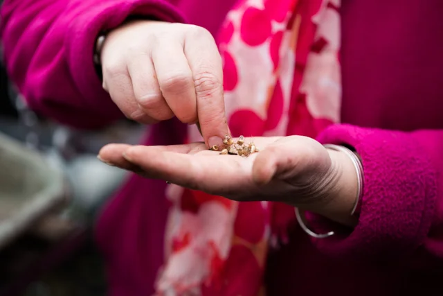 Claire's hands and seeds.jpg