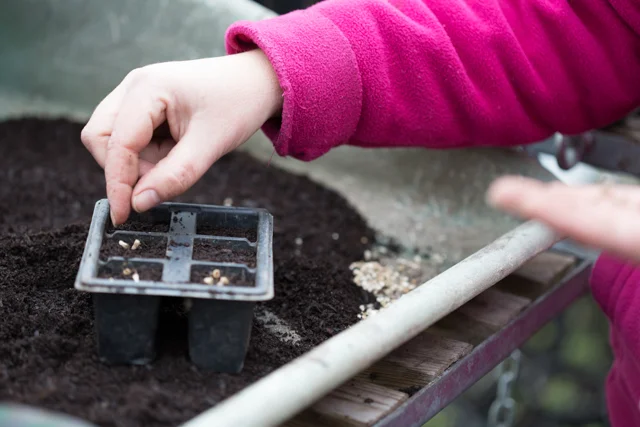 seed sowing.jpg
