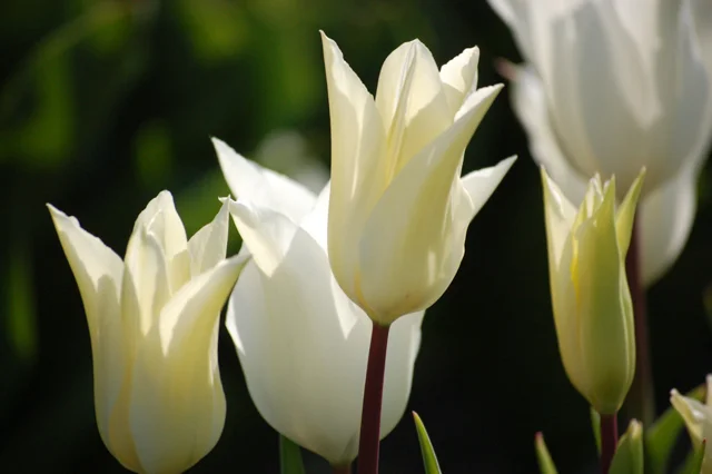 Spring flowers - Tulip white Triumphator.jpg
