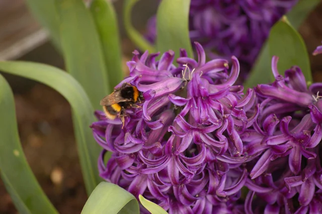 Spring flowers - Hyacinth.jpg