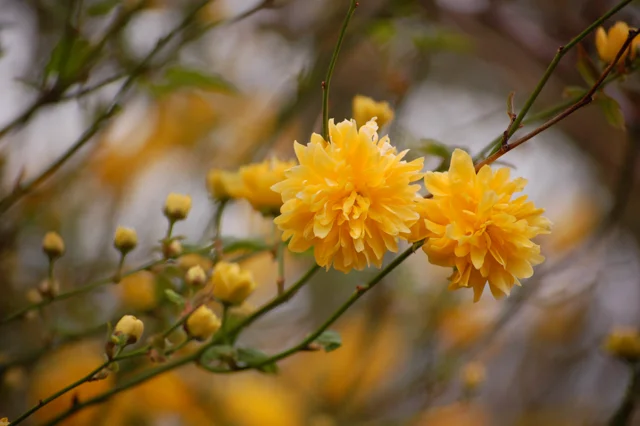 Spring flowers - kerria.jpg