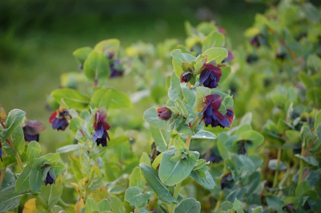 Spring flowers - Cerinthe.jpg