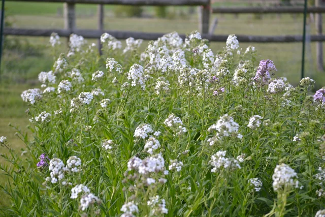 Spring flowers - hesperis.jpg