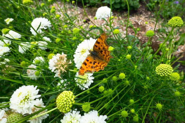 butterfly on scabious.jpg