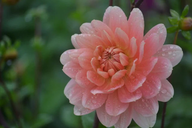 autumn flowers - peach dahlia.jpg