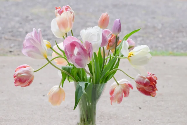 Vase of tulips doing their wonderful drooping thing