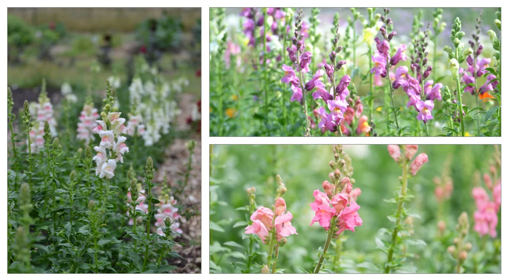 Left = Potomac Bicolour, Top = Rocket mixed, Bottom = Potomac Pink