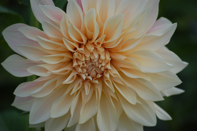 Cafe au Lait