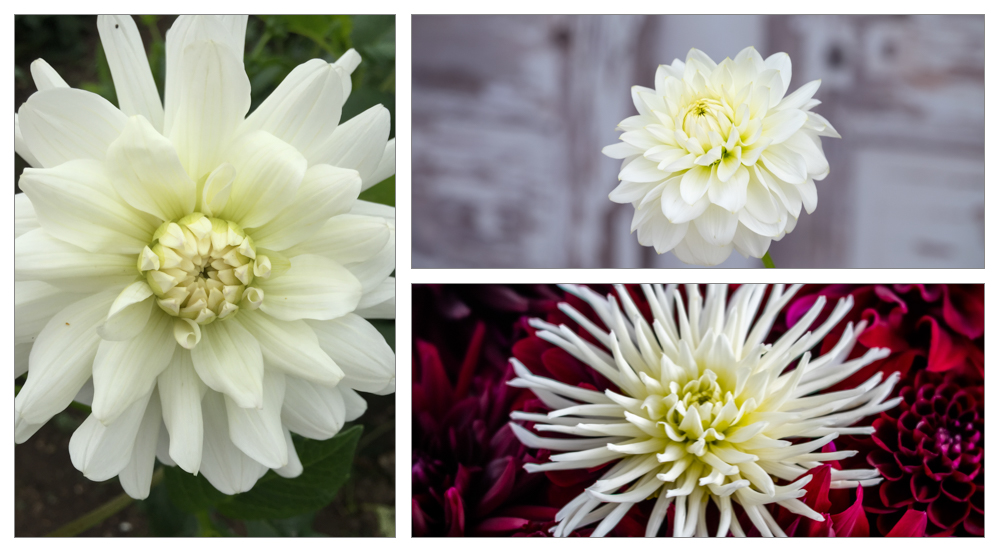 Waterlily white, Karma Serena and Tutu.