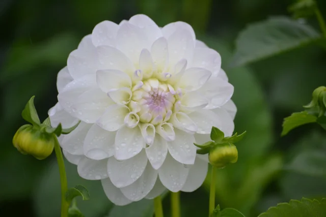 Dahlia Evelyn