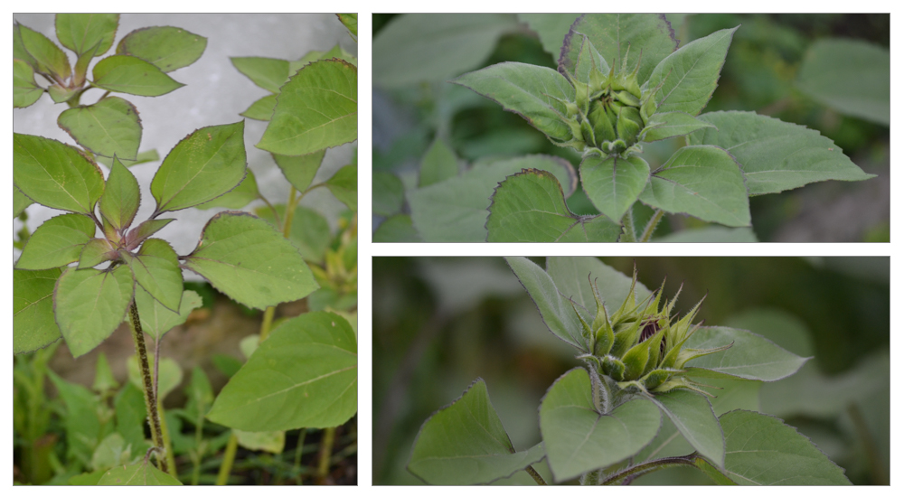 left - first stage before buds form, top, as it first forms, bottom, just before it opens