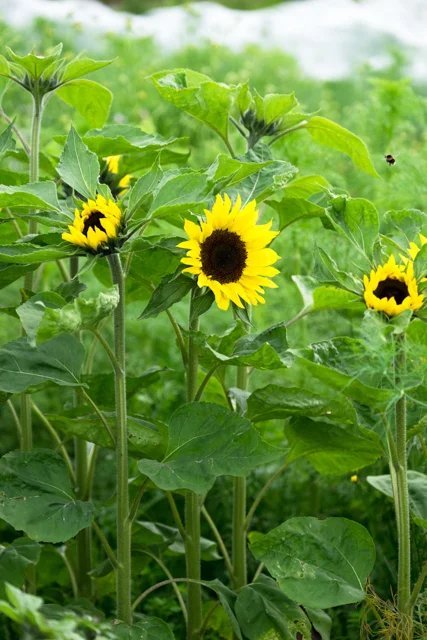 Sunrich yellow