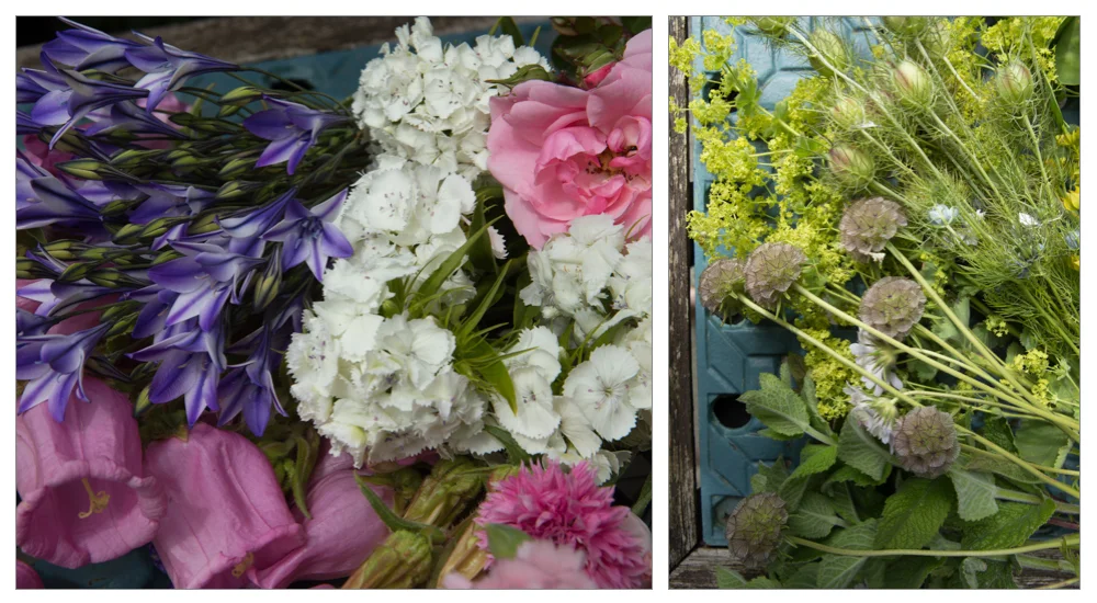 The flowers of Dianthus, Campanulas, Bonica Rose, Cornflowers and Tritellia are shown off against a backdrop of Alchemilla, Bulplurum, Nigella, Honesty and Scabious seed heads and mint.