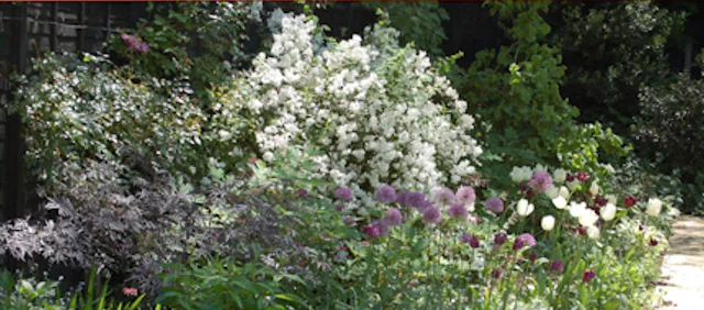 garden consultation woking.jpg