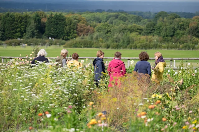 Discussing Dahlias