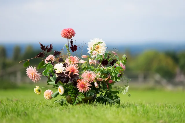 A low arrangement with the dark leaves of Physocarpus backing up the Digitalis and Dahlias