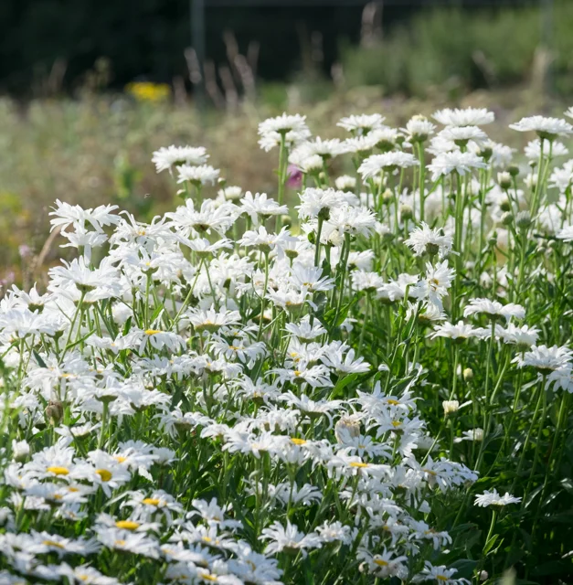leucanthemum.jpg